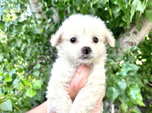 Terrier  Yavrularımız Bursa Türkiye Tüm İller Ve Avrupaya  Gönderim Mevcuttur görsel