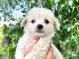 Terrier  Yavrularımız Bursa Türkiye Tüm İller Ve Avrupaya  Gönderim Mevcuttur
