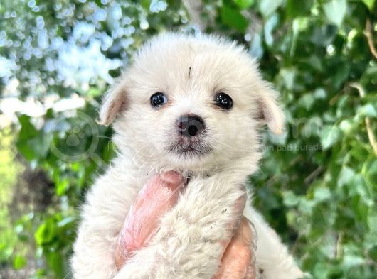 Terrier  Yavrularımız Bursa Türkiye Tüm İller Ve Avrupaya  Gönderim Mevcuttur