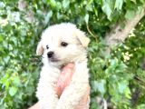 Terrier  Yavrularımız Bursa Türkiye Tüm İller Ve Avrupaya  Gönderim Mevcuttur