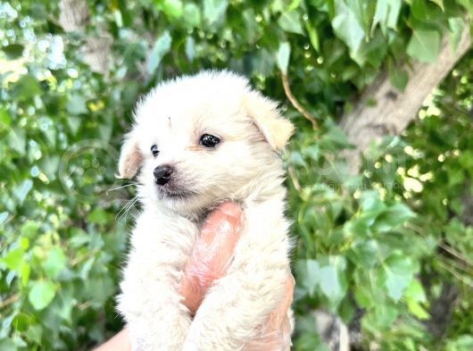 Terrier  Yavrularımız Bursa Türkiye Tüm İller Ve Avrupaya  Gönderim Mevcuttur görsel