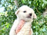 Terrier  Yavrularımız Bursa Türkiye Tüm İller Ve Avrupaya  Gönderim Mevcuttur