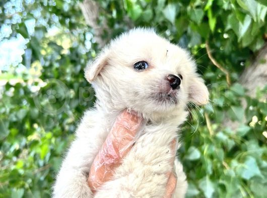 Terrier  Yavrularımız Bursa Türkiye Tüm İller Ve Avrupaya  Gönderim Mevcuttur görsel