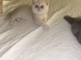 Egzotik Shorthair Erkek 2 Aylık