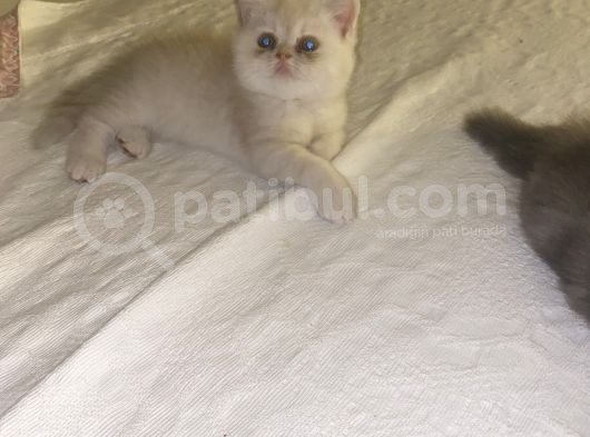 Egzotik Shorthair Erkek 2 Aylık görsel