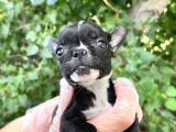 French Bulldog Yavrularımız Bursa Türkiye Tüm İller Ve Avrupaya  Gönderim Mevcuttur