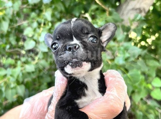 French Bulldog Yavrularımız Bursa Türkiye Tüm İller Ve Avrupaya  Gönderim Mevcuttur görsel