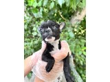 French Bulldog Yavrularımız Bursa Türkiye Tüm İller Ve Avrupaya  Gönderim Mevcuttur