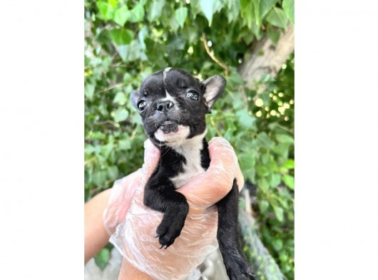 French Bulldog Yavrularımız Bursa Türkiye Tüm İller Ve Avrupaya  Gönderim Mevcuttur görsel