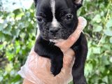 French Bulldog Yavrularımız Bursa Türkiye Tüm İller Ve Avrupaya  Gönderim Mevcuttur