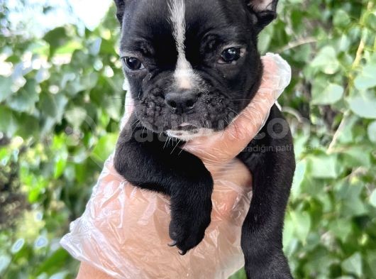 French Bulldog Yavrularımız Bursa Türkiye Tüm İller Ve Avrupaya  Gönderim Mevcuttur