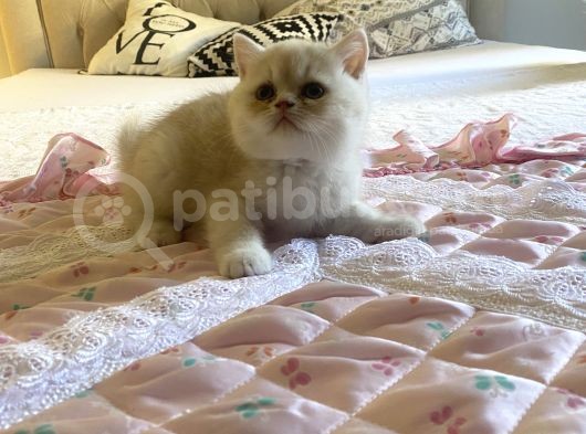 Egzotik Shorthair Erkek 2 Aylık görsel