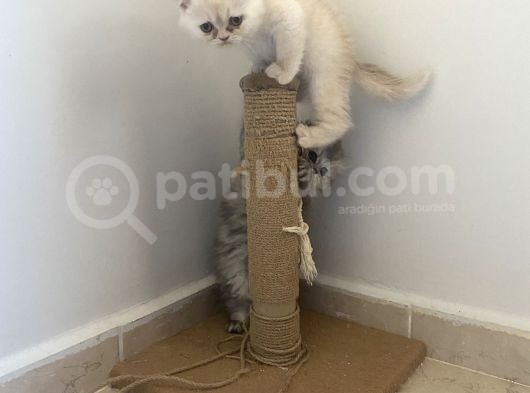 Tatlı Oğluşum Scothis Fold Erkek 2 Aylık görsel