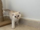 Tatlı Oğluşum Scothis Fold Erkek 2 Aylık