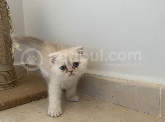 Tatlı Oğluşum Scothis Fold Erkek 2 Aylık görsel
