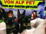 MALL OF IST SUBE VONALP PET GARANTILI YORKSHIRE TERRIER YAVRULARI