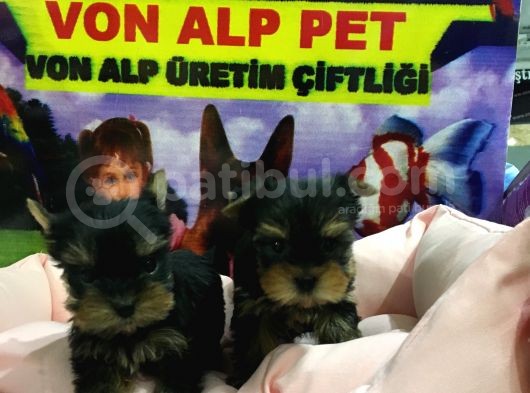Mall Of Ist Sube Vonalp Pet Garantili Yorkshire Terrier Yavrulari