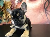 French Bulldog Bebekler