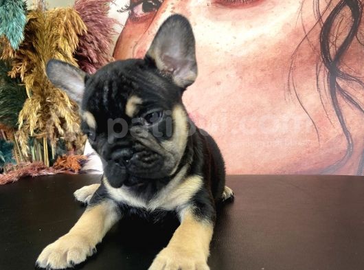 French Bulldog Bebekler görsel