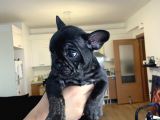 French Bulldog Bebekler