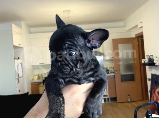 French Bulldog Bebekler görsel