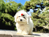 VONALP PET TORIUM AYRICALIGIYLA SAGLIK VE SAFLIK GARANTILI MALTİPOO YAVRULAR