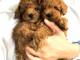 VONALP PET TORIUM SUBE GARANTISIYLE SAFLIK VE SAGLIK GARANTILİ TOY POODLE YAVRULAR