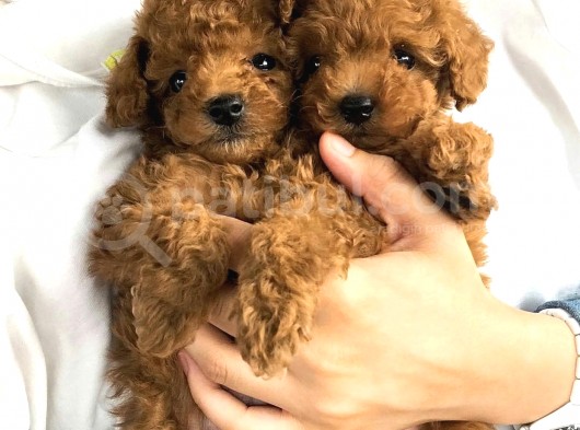 VONALP PET TORIUM SUBE GARANTISIYLE SAFLIK VE SAGLIK GARANTILİ TOY POODLE YAVRULAR