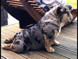 Anatomi Harikası English Bulldog Bebekler