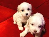 0 NUMARA Maltese terrier bebeklerimiz
