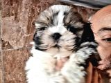 Şirin shih tzu yavrularımız