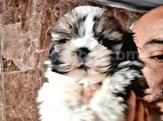 Şirin Shih Tzu Yavrularımız