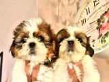 Şirin Shih Tzu Yavrularımız