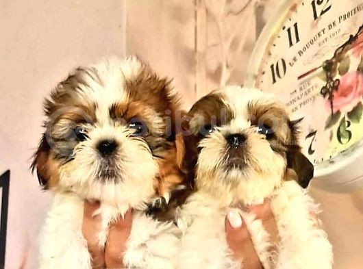 Şirin Shih Tzu Yavrularımız görsel