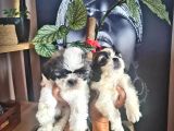 Şirin Shih Tzu Yavrularımız