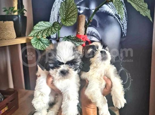 Şirin Shih Tzu Yavrularımız görsel
