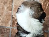 Şirin Shih Tzu Yavrularımız