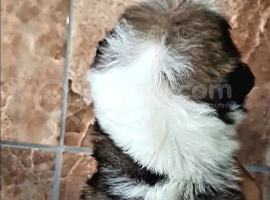 Şirin Shih Tzu Yavrularımız görsel