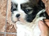 Şirin Shih Tzu Yavrularımız