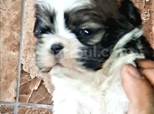 Şirin Shih Tzu Yavrularımız görsel