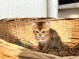 A Kalite British Shorthair Yavrular