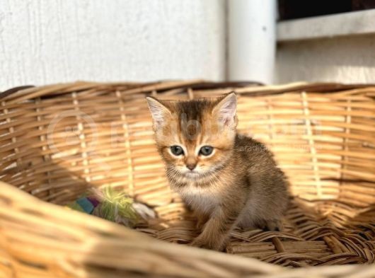 A Kalite British Shorthair Yavrular görsel
