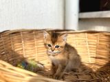 a kalite british shorthair yavrular