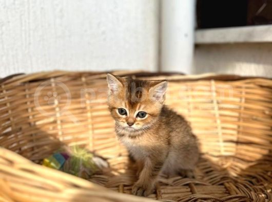 A Kalite British Shorthair Yavrular
