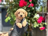 Show Kalitede Toy Poodle Yavrular