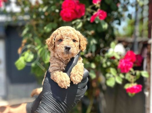 Show Kalitede Toy Poodle Yavrular görsel