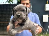 A Kalitede cane corso yavrular