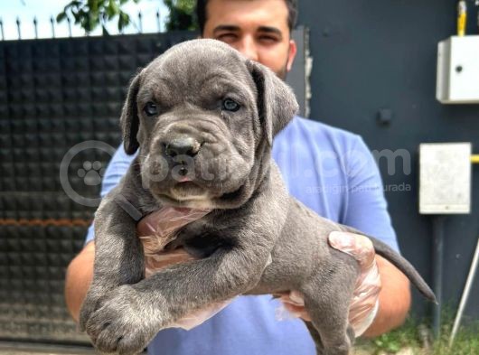 A Kalitede Cane Corso Yavrular