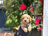 Show kalitede toy poodle yavrular