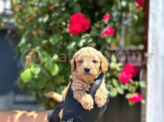Show Kalitede Toy Poodle Yavrular